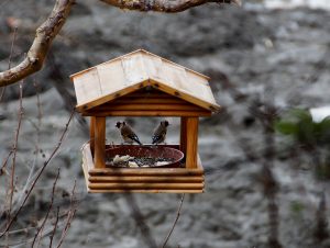 Nourrissez et abreuvez les oiseaux