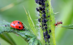 Coccinelle