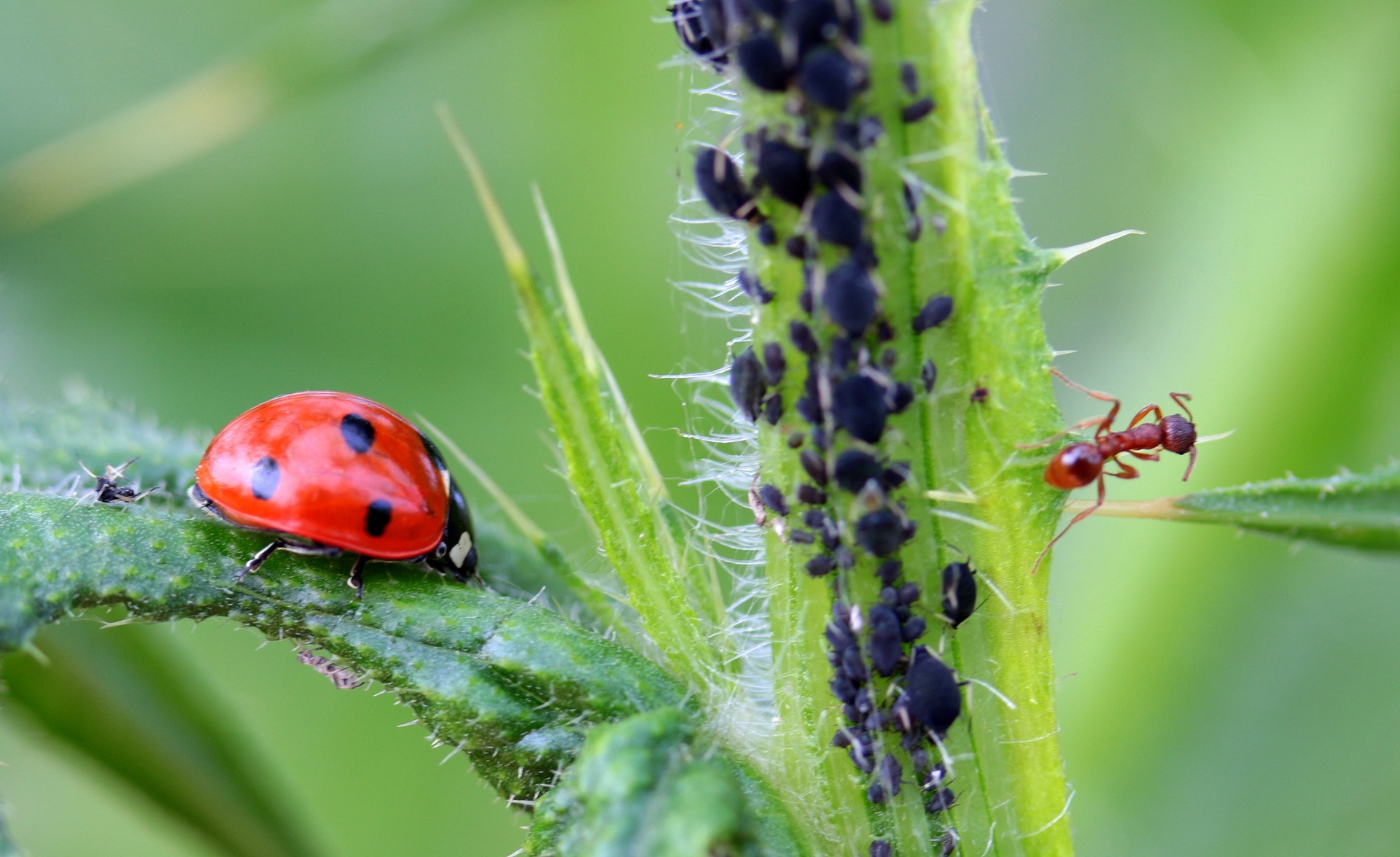 Pourquoi il faut laisser la vie sauve aux araignées de votre