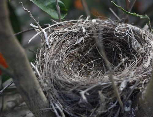 Les haies permettent aux oiseaux de nicher