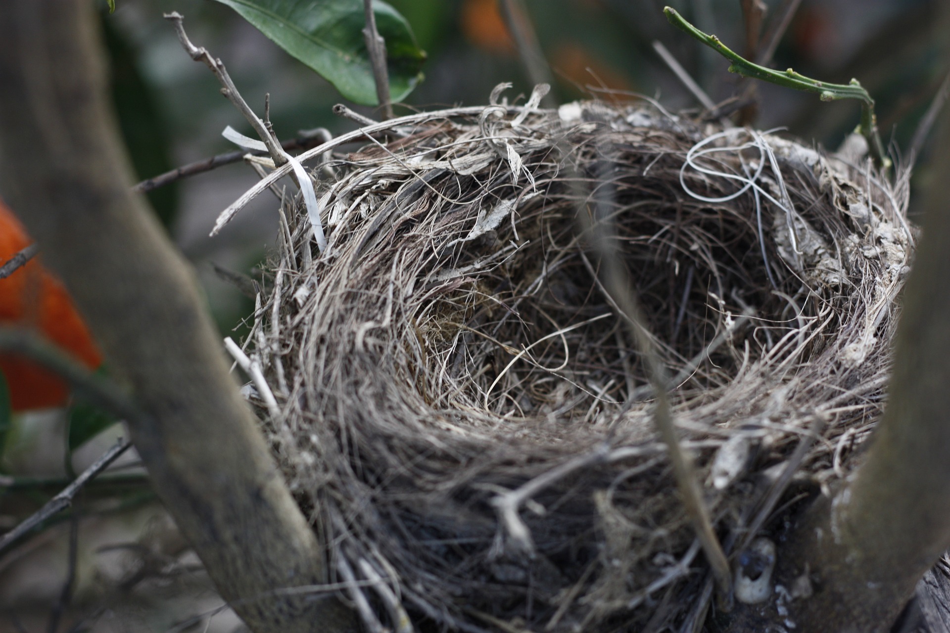 Attirer les oiseaux au jardin avec des arbres