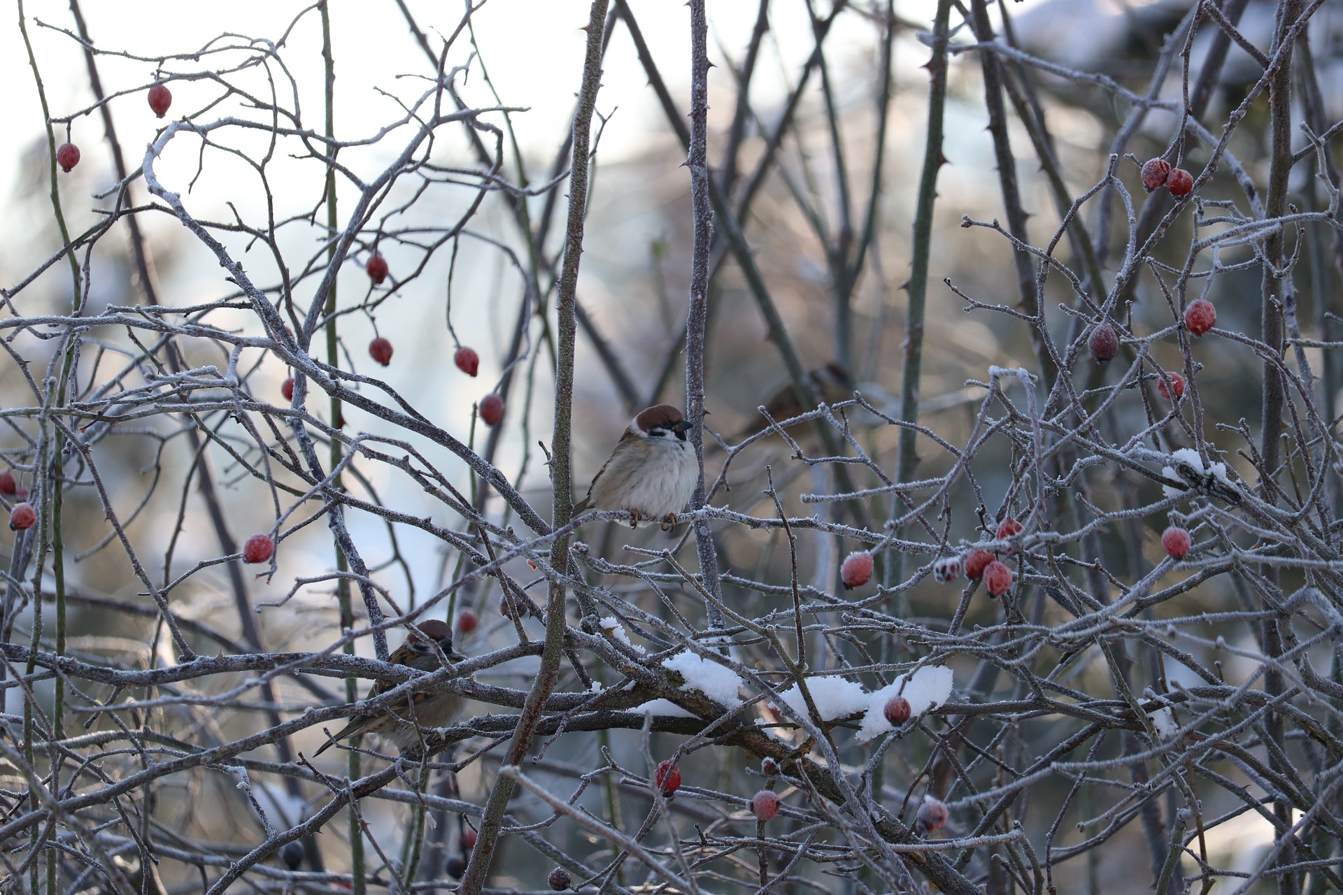 les haies abritent les oiseaux