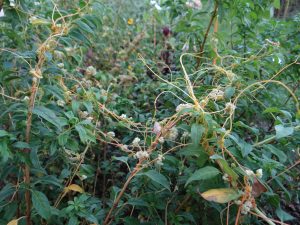 Cuscuta sur fuchsia Du Breuil © G