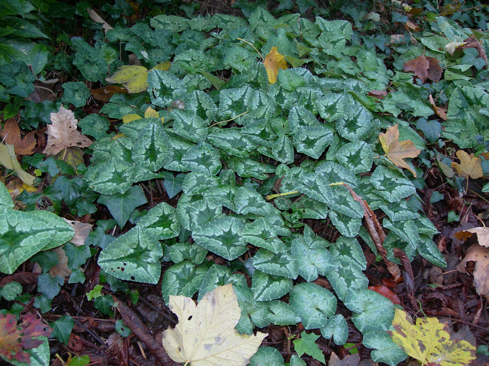 Cyclamen hederifolium