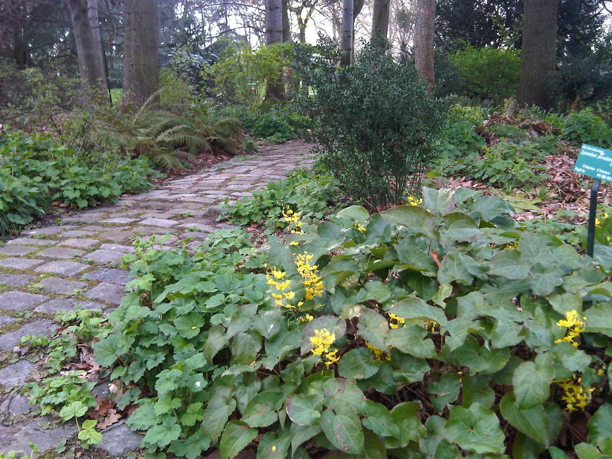 Epimedium x versicolor Sulphureum