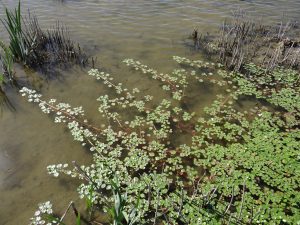 Ludwigia peploides dans un étang
