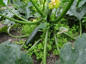 Stellaria media et courgette © G