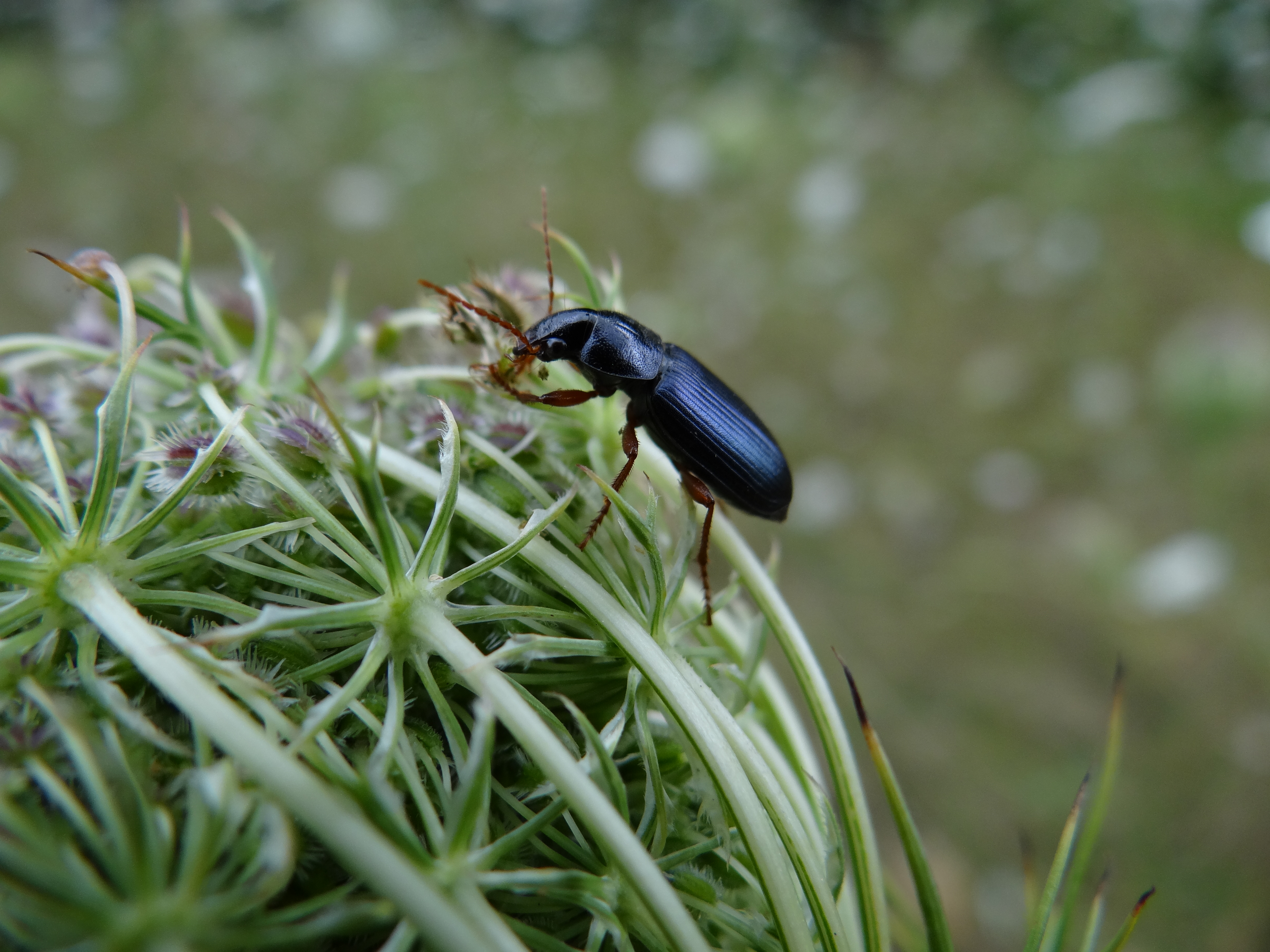 carabidae sur carotte Vauréal2