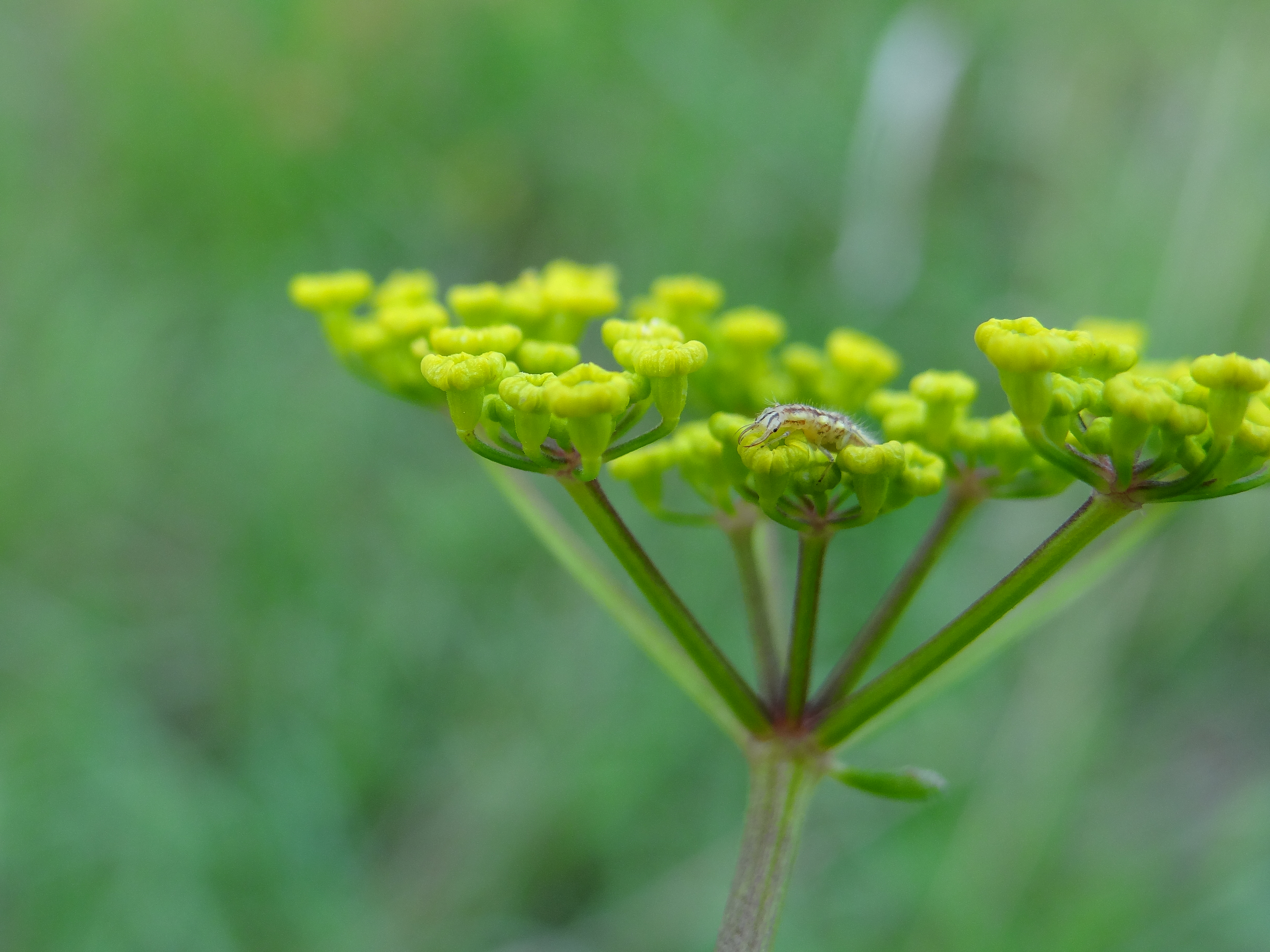 Larve de chrysope © G.Carcassès