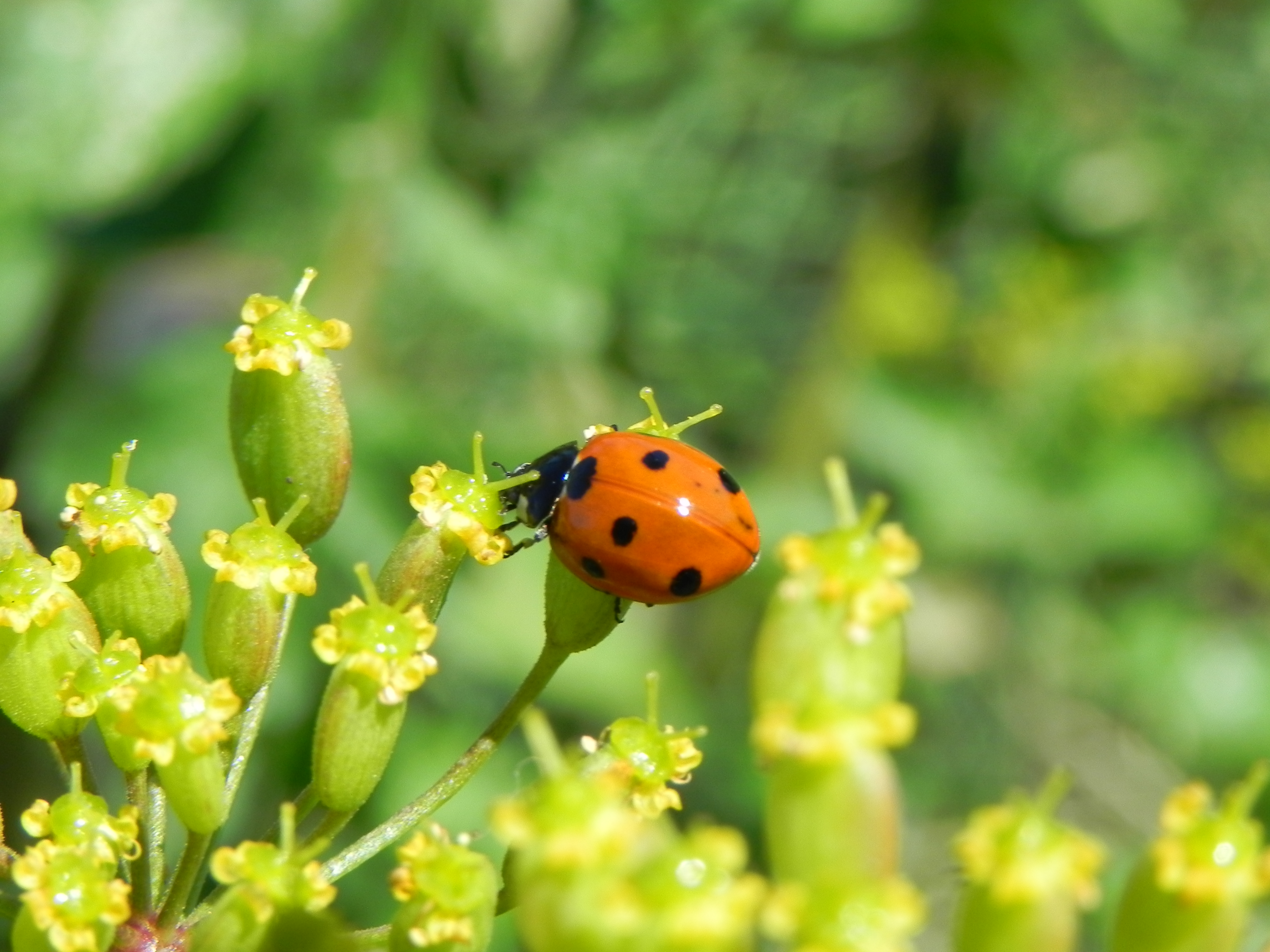 coccinella septempunctata sur pastinaca Saint-Ouen