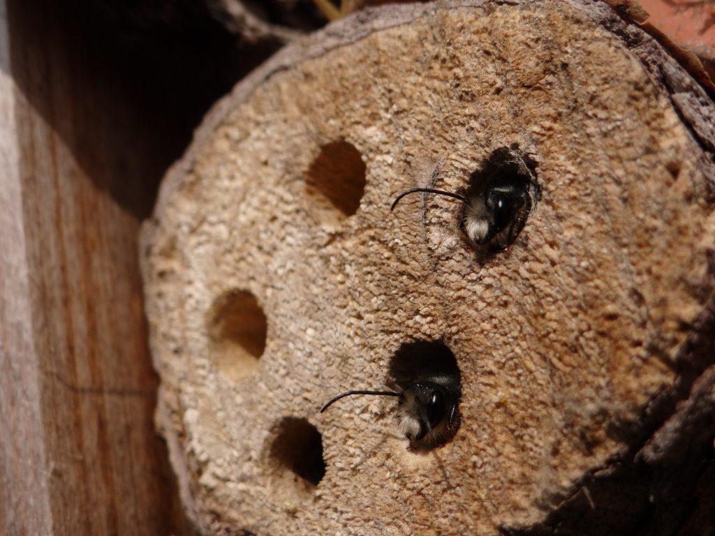 osmia Plaisir