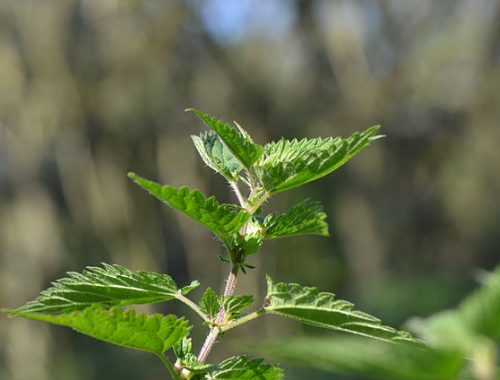 Urtica dioica