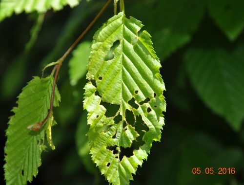 8 -feuille de charmille criblée de trous