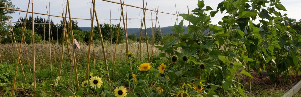 tournesols