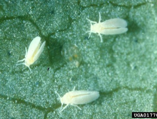 Bemisia tabaci (c) Central Science Laboratory, Harpenden