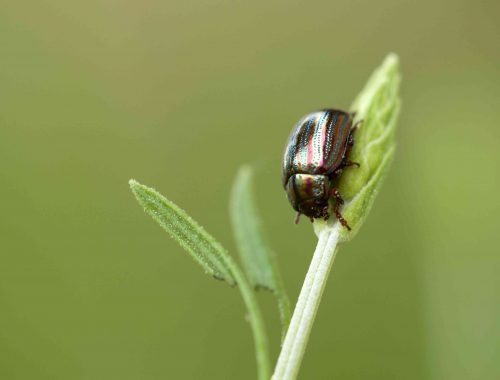 Chrysolina americana adulte - (C) Florent Roubinet