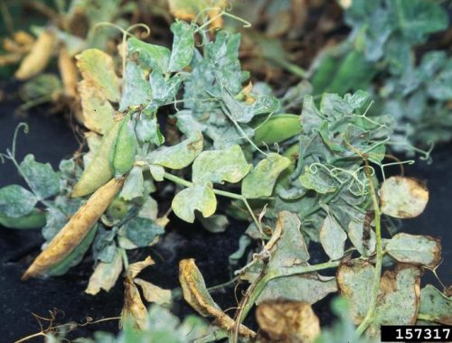 Oidium du pois (c) Gerald Holmes, California Polytechnic State University at San Luis Obispo, Bugwood