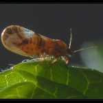 Psylle de l'eleagnus (c) (c) Christophe Quintin