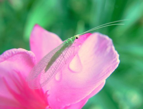 chrysope sur laurier rose