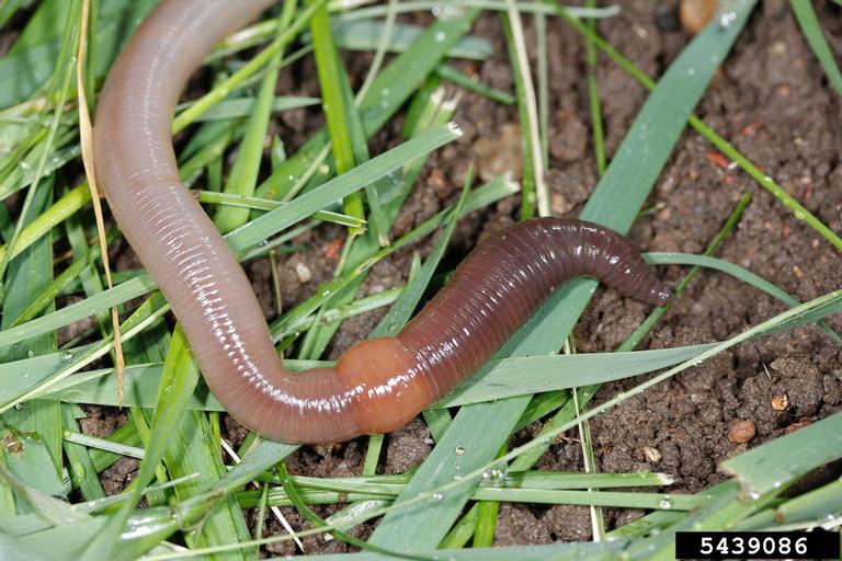 Ver de terre (lombric) : importance et utilité au jardin