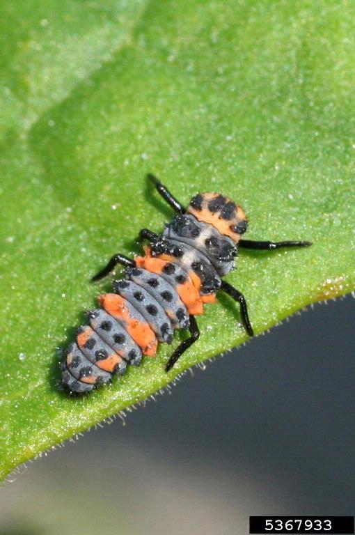 Apprenez à reconnaître les coccinelles les plus communes dans votre jardin