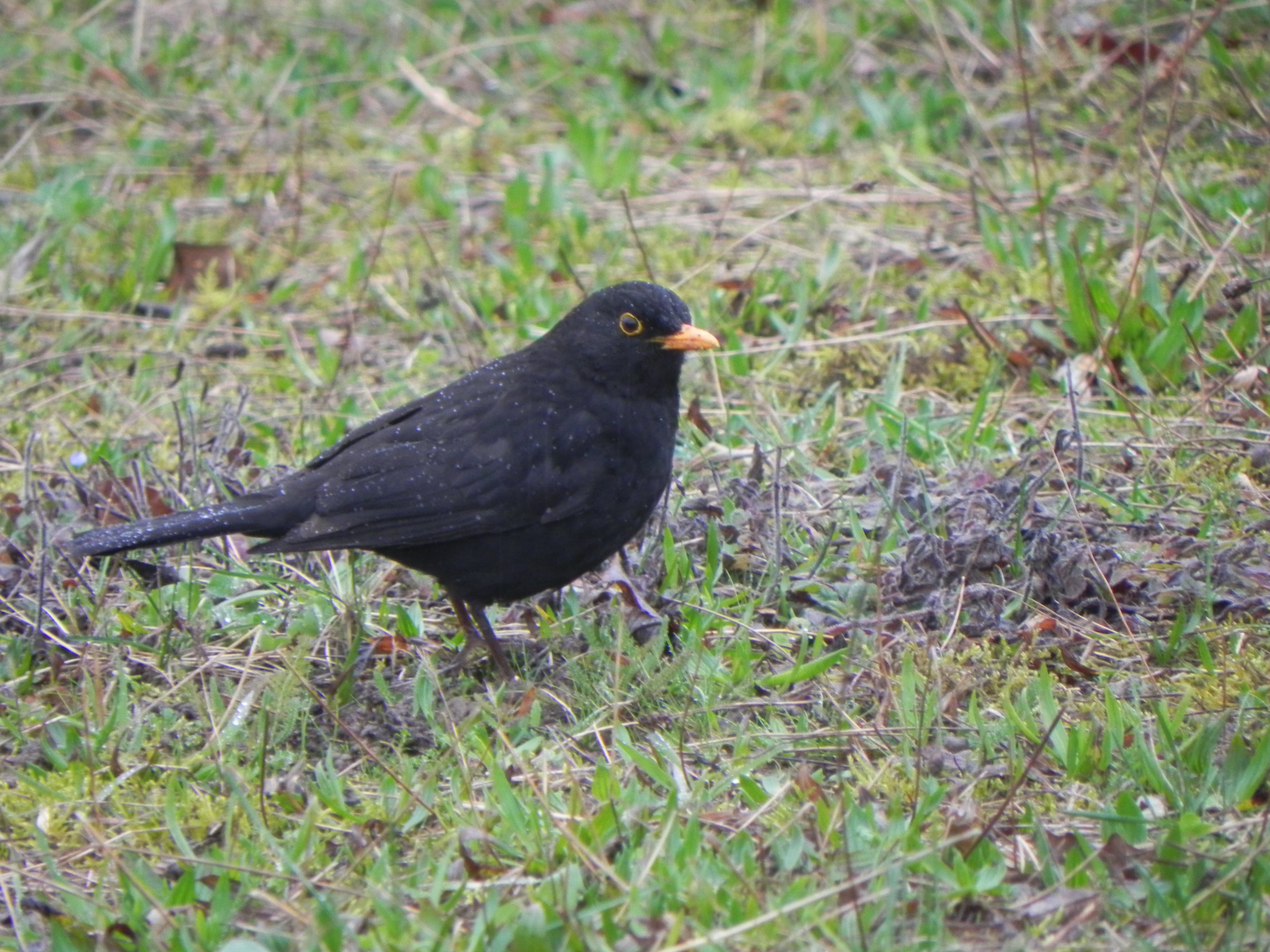 Le Merle Noir Jardiner Autrement