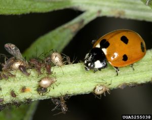 Apprenez à reconnaître les coccinelles les plus communes dans votre jardin