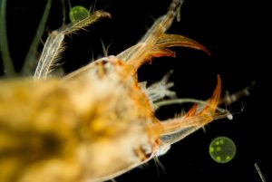 Appareil buccal de type « broyeur-suceur » de la larve de Dytique (Source Flickr