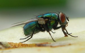 Appareil buccal de type « suceur-lécheur » de la mouche (Source Flickr