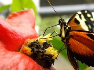 Appareil buccal de type « suceur-maxillaire » chez un papillon Heliconius – ©Photo B