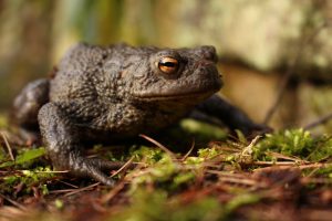 Crapaud commn (Bufo bufo)