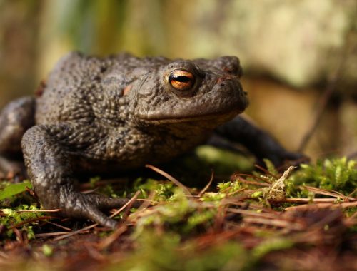 Crapaud commn (Bufo bufo)