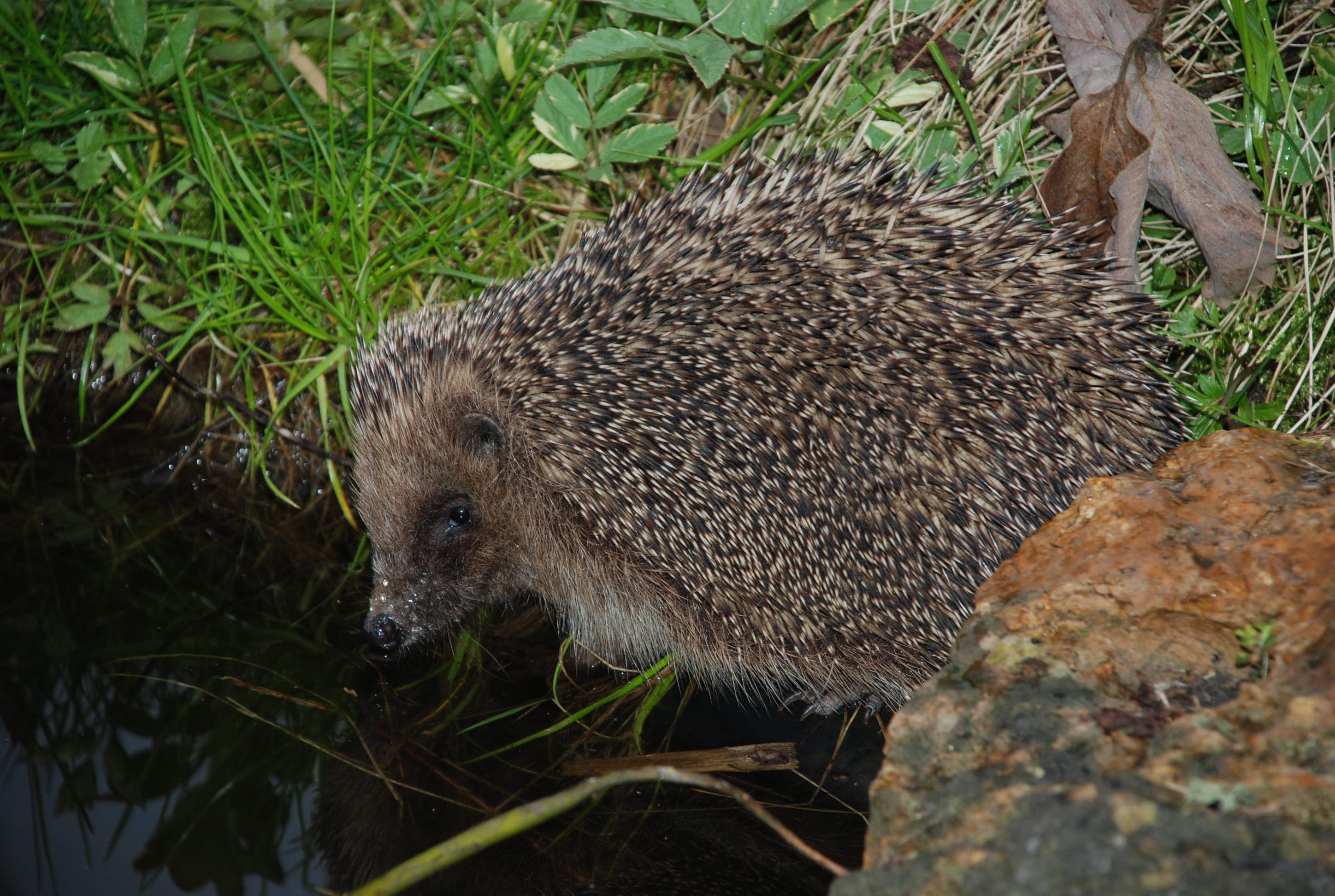 Un hérisson dans mon jardin