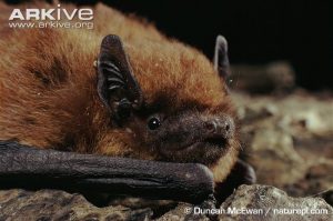 Pipistrelle-bat-close-up