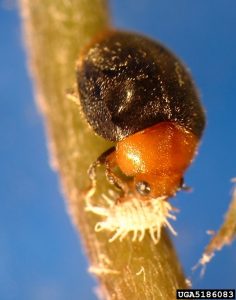 Coccinelle C. Montrouzieri