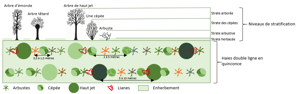 Comment créer une haie brise-vue ? - Promesse de Fleurs