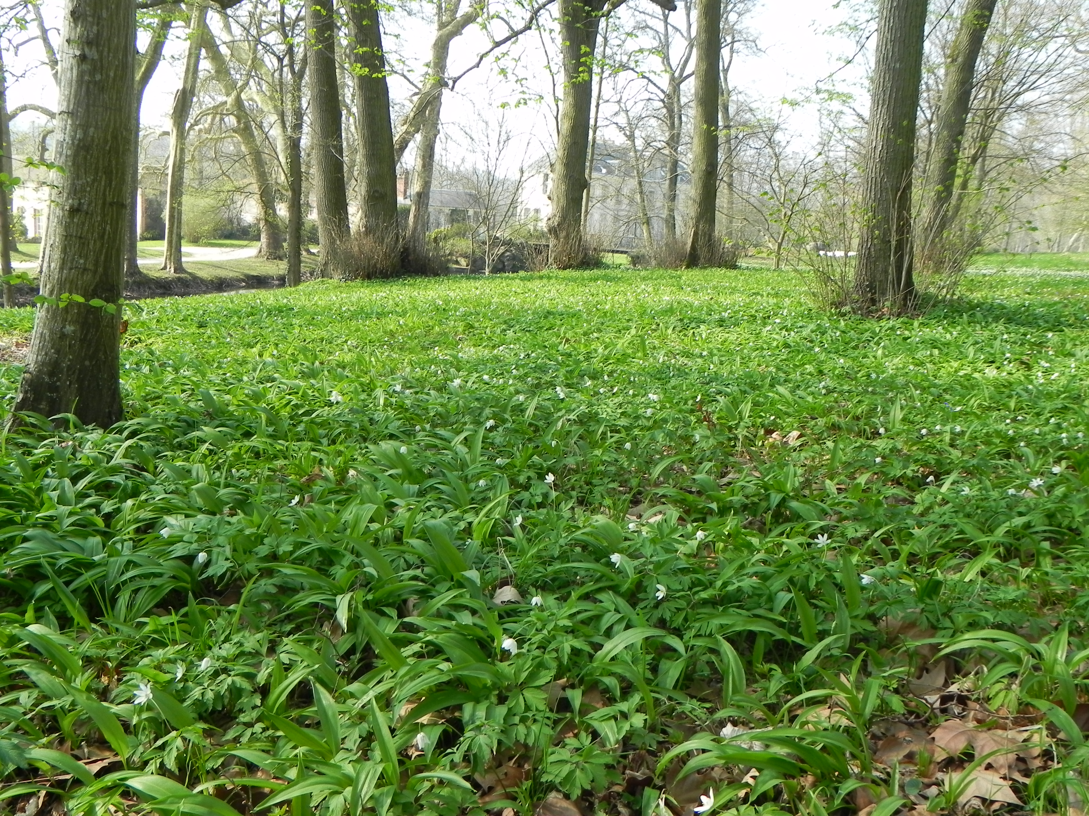 allium-ursinum-et-anemone-nemorosa