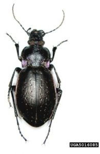 auxiliaires-Carabes-Carabus nemoralis-agroécologie