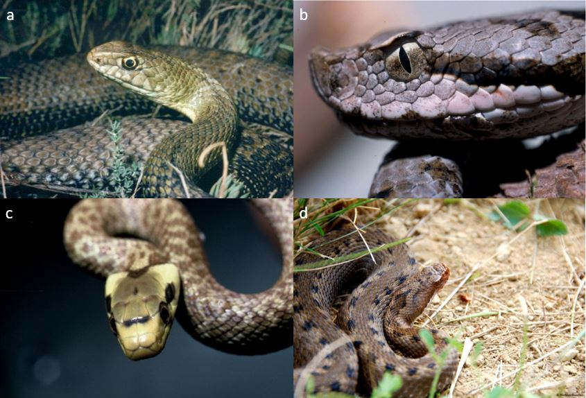 auxiliaire-serpents-vipère-aspic-couleuvre- agroécologie