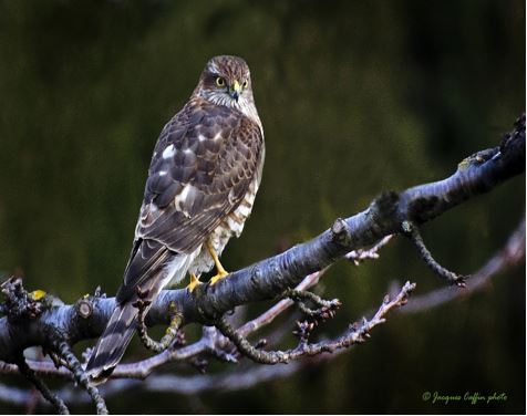 Les Rapaces Diurnes Jardiner Autrement