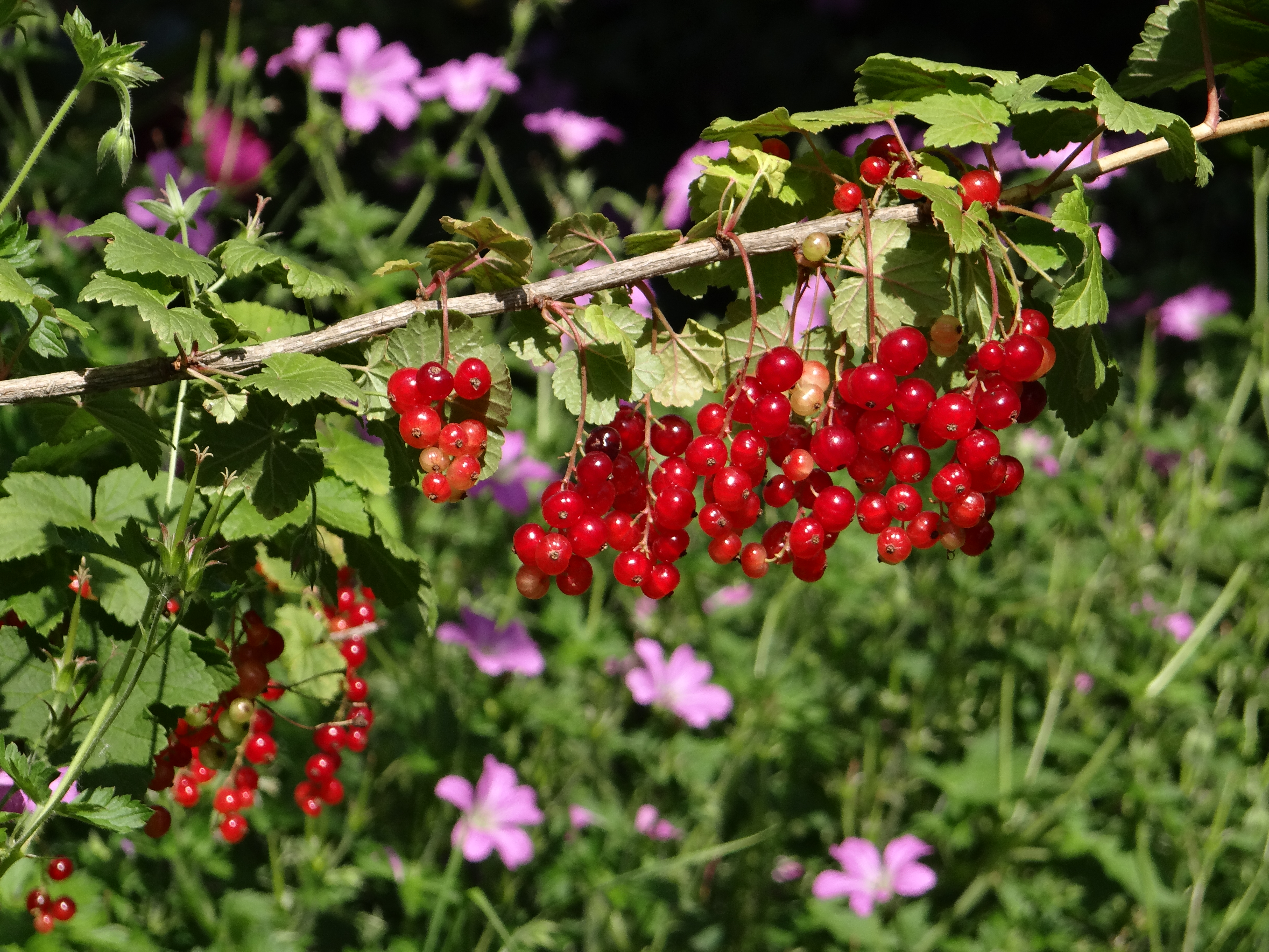 groseilles-petits fruits-haie-agroécologie