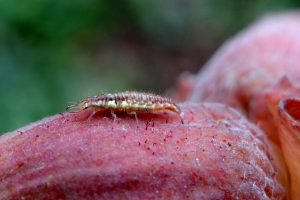 Auxiliaires de lutte contre les pucerons-larve-chrysope-biocontrôle-agroécologie