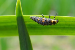 Larve de coccinelle