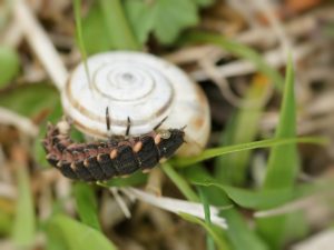 Auxiliaires prédateurs de limaces et escargots-biocontrôle-agroécologie