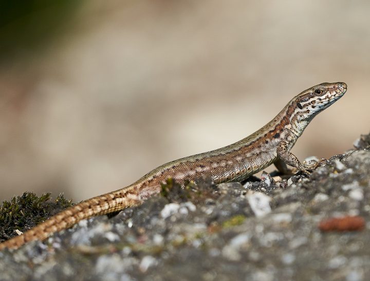 Combien De Fois Un Lezard Peut Perdre Sa Queue Les lézards - Jardiner Autrement