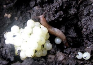 œuf-limace-bioaggresseur-biocontrôle-agroécologie