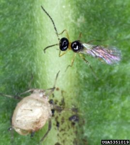 Micro-guepe parasitoide pucerons