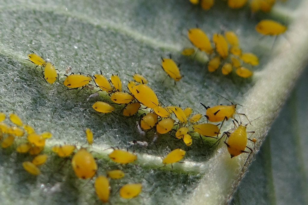 bioaggresseurs-puceron-biocontrôle-agroécologie