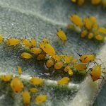 bioaggresseurs-puceron-biocontrôle-agroécologie