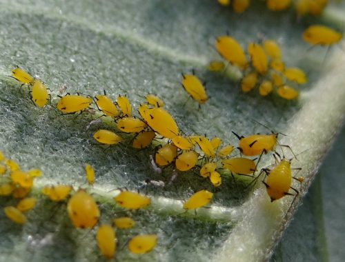 bioaggresseurs-puceron-biocontrôle-agroécologie